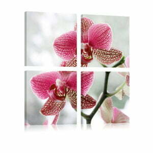 Wandbild - Ausgefallene Orchidee